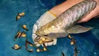 ماهی های زنده زا گیاه خوار