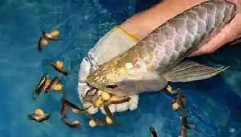 ماهی های زنده زا گیاه خوار