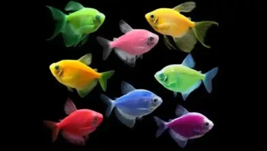 ماهی های مقاوم آکواریومی آب شیرین