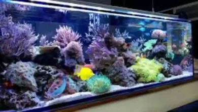مقاوم ترین ماهی گیاه خوار آکواریوم