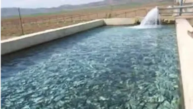 پرورش ماهی با آب شهری