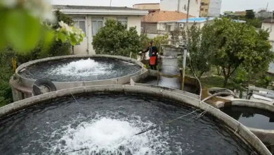 پرورش ماهی در حیاط منزل