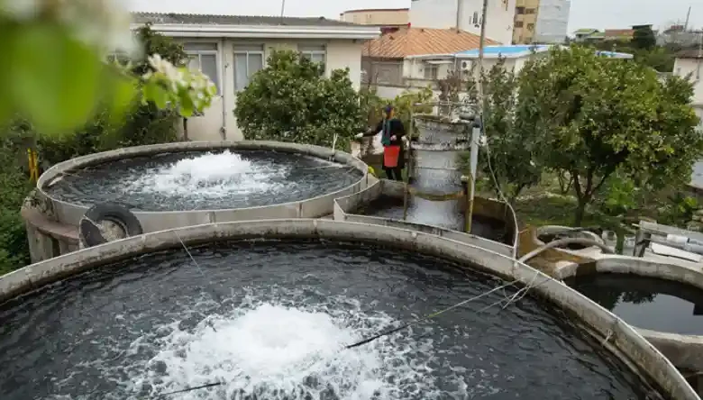 پرورش ماهی در حیاط منزل