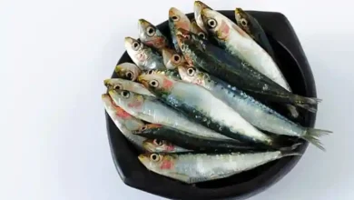 پرورش ماهی ساردین