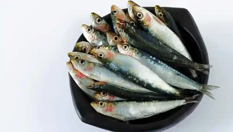 پرورش ماهی ساردین