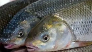پرورش ماهی های آب شیرین خوراکی