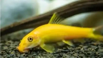 پرورش ماهی کت برنز