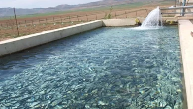 استخر پرورش ماهی قزل آلا در مشهد