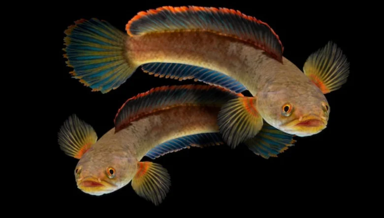 انواع ماهی چانا