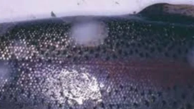 بیماریهای انگلی ماهی قزل آلا