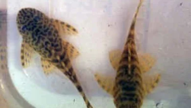 تشخیص نر و ماده کت پوزه بوته ای