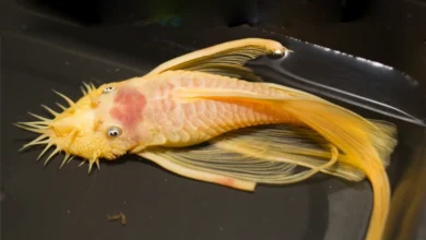 خرید انواع کت پوزه بوته ای