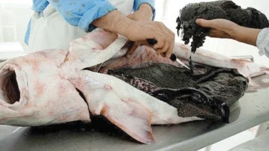 صادرات گوشت ماهی