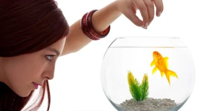 غذای ماهی چقدر است