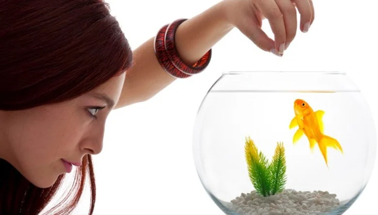 غذای ماهی چقدر است