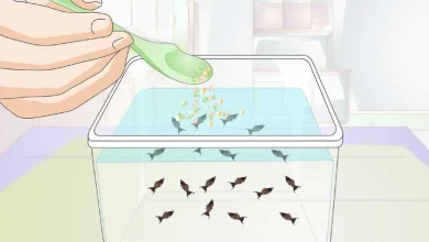 غذای ماهی گوپی خانگی