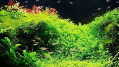 آموزش ساخت خاک بستر آکواریوم گیاهی
