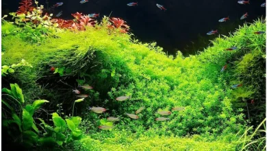 استفاده از خاک باغچه در آکواریوم