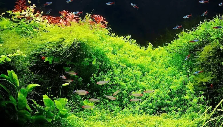 استفاده از خاک باغچه در آکواریوم