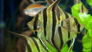 انواع ماهی آنجل