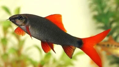 انواع ماهی شارک