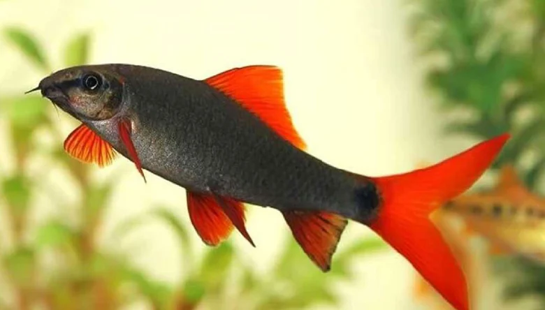 انواع ماهی شارک