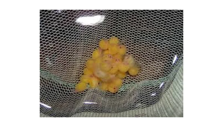 تخم ماهی لجن خوار