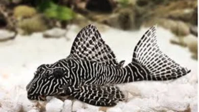 خوردن ماهی توسط لجن خوار
