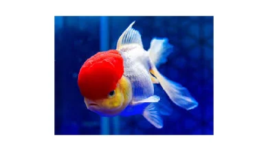 دمای آب آکواریوم برای ماهی گلدفیش