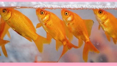 علت روی آب آمدن ماهی قرمز