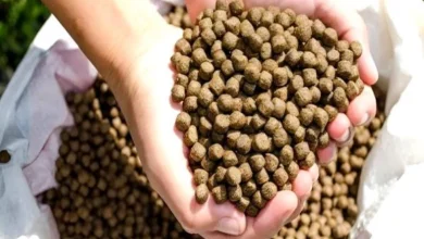 غذای ماهی جوئل