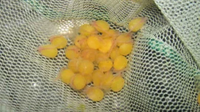 مراقبت از تخم لجن خوار
