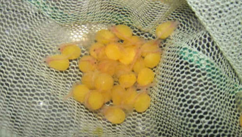 مراقبت از تخم لجن خوار