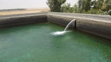 پرورش ماهی آمور در استخر بتنی