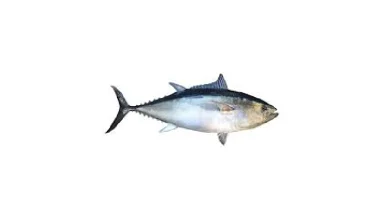 انواع ماهی تن