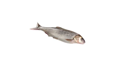 انواع ماهی سفید