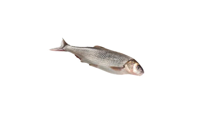 انواع ماهی سفید