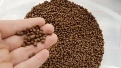 غذای ماهی سفید چیست