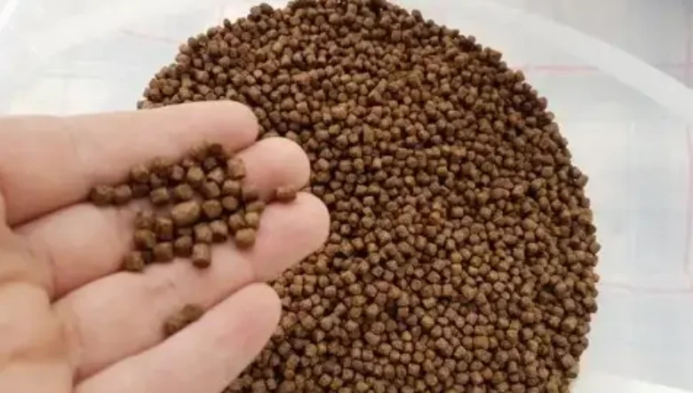 غذای ماهی سفید چیست