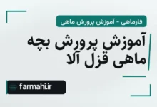 آموزش پرورش بچه ماهی قزل آلا