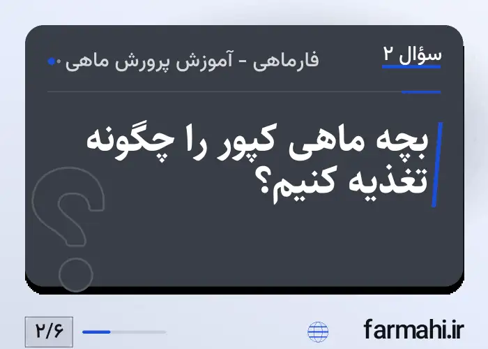 بچه ماهی کپور را چگونه تغذیه کنیم؟