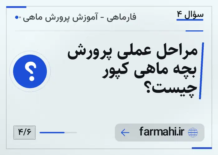 مراحل عملی پرورش بچه ماهی کپور چیست؟