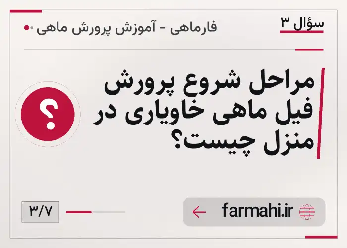 مراحل شروع پرورش فیل ماهی خاویاری در منزل چیست؟