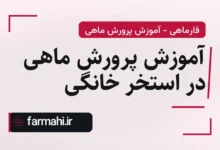 آموزش پرورش ماهی در استخر خانگی