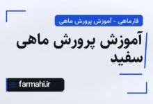 آموزش پرورش ماهی سفید
