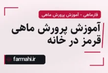 آموزش پرورش ماهی قرمز در خانه