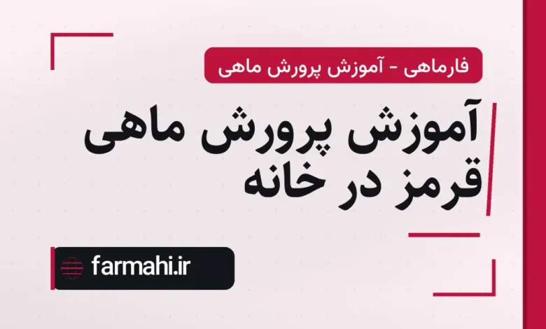 آموزش پرورش ماهی قرمز در خانه