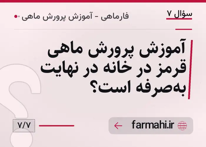 آموزش پرورش ماهی قرمز در خانه در نهایت به‌صرفه است؟