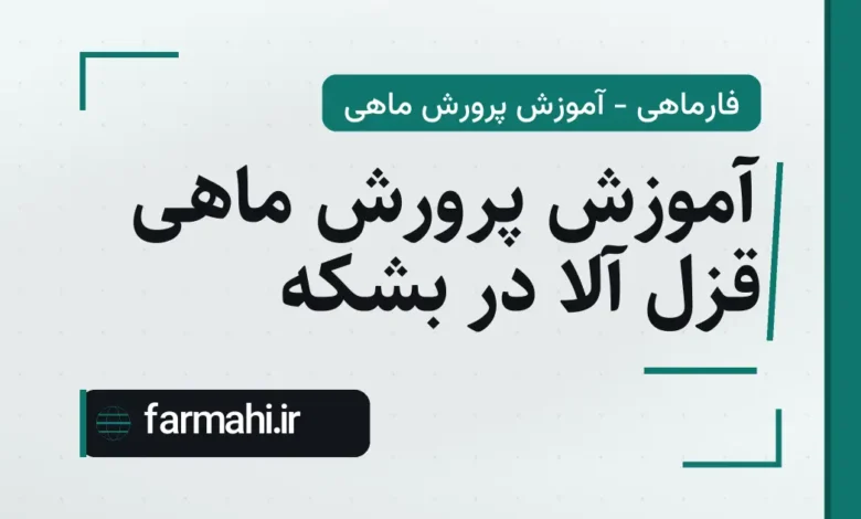 آموزش پرورش ماهی قزل آلا در بشکه