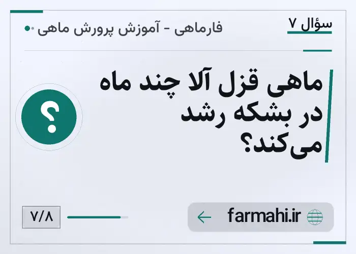 ماهی قزل آلا چند ماه در بشکه رشد می‌کند؟